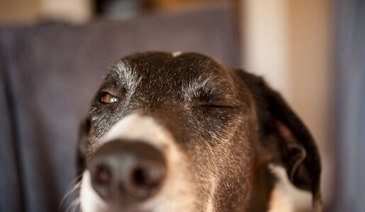 Ein schwarz-weißer Hund mit leicht ergrautem Fell zwinkert entspannt, während er in einem Innenraum vor unscharfem Hintergrund sitzt. | © Adobe Stcok / PNPImages