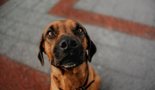 Ein brauner Hund mit kurzem Fell und großen, treuen Augen blickt aufmerksam nach oben, im Hintergrund grauer und roter Pflasterstein. | © Adobe Stock / ksuksa