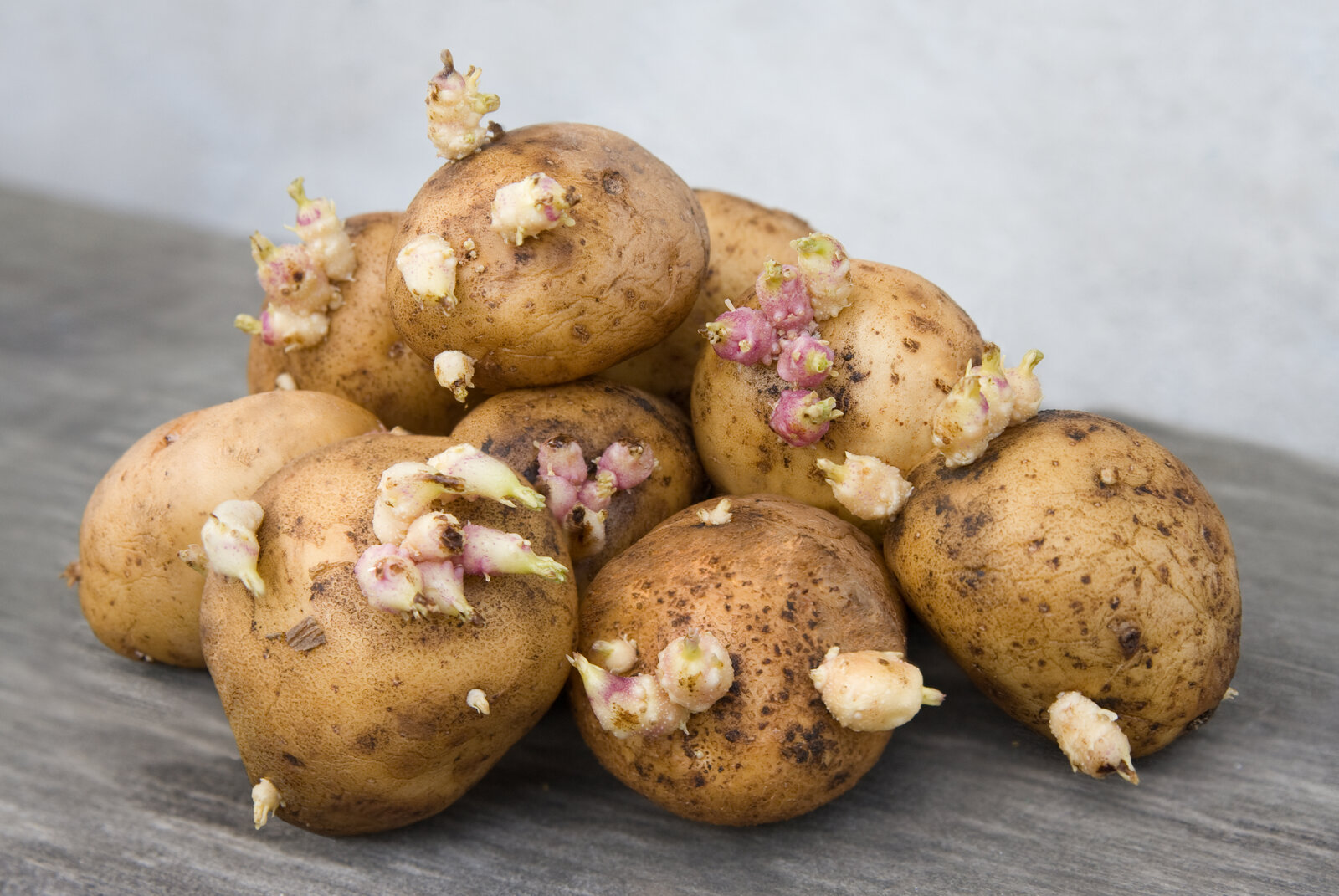 Keimende Kartoffeln | ©  Getty Images/ Ohotnik